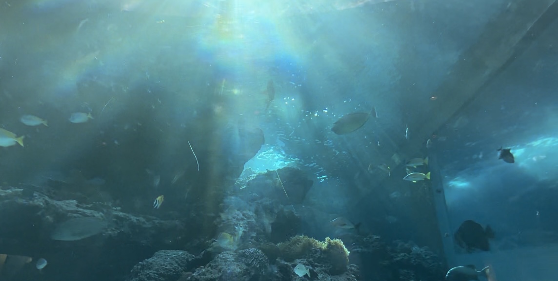 水族館のマジックアワー
