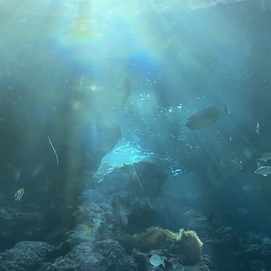 水族館のマジックアワー